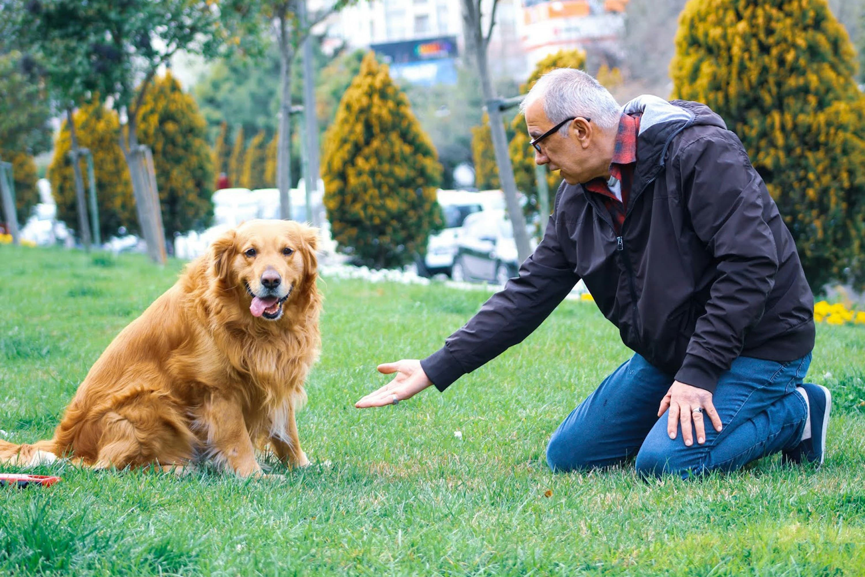Dog Anxiety