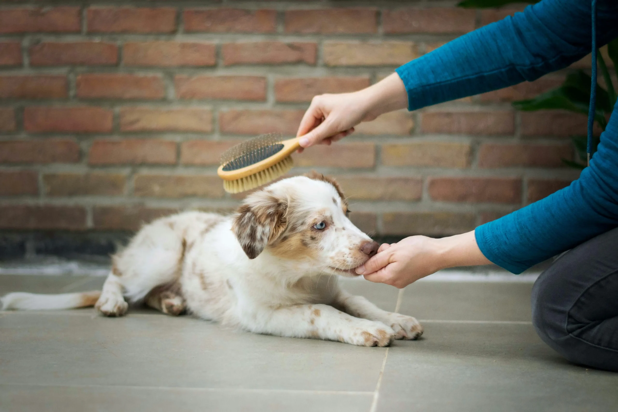 Puppy Training