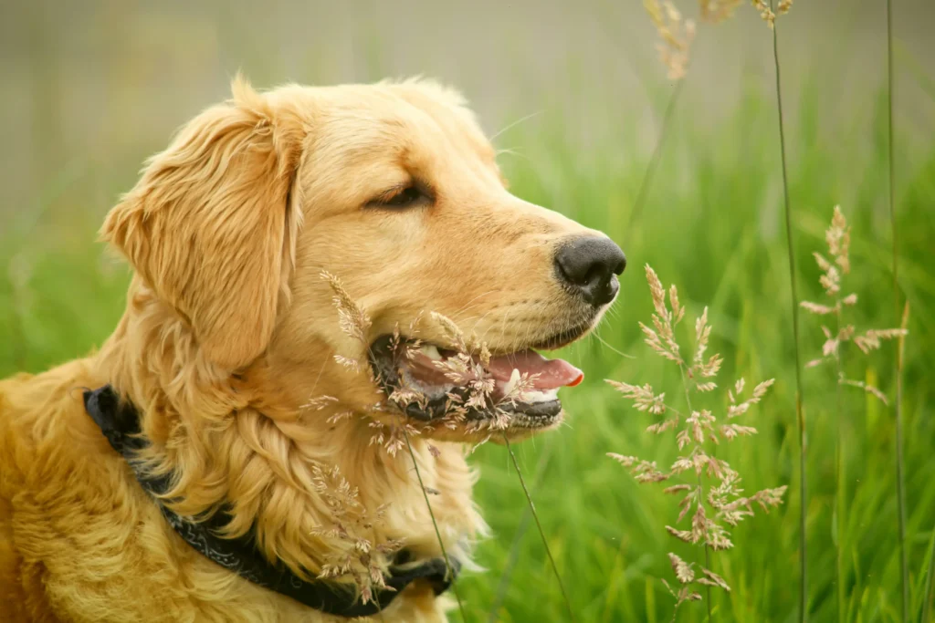 Dog Anxiety