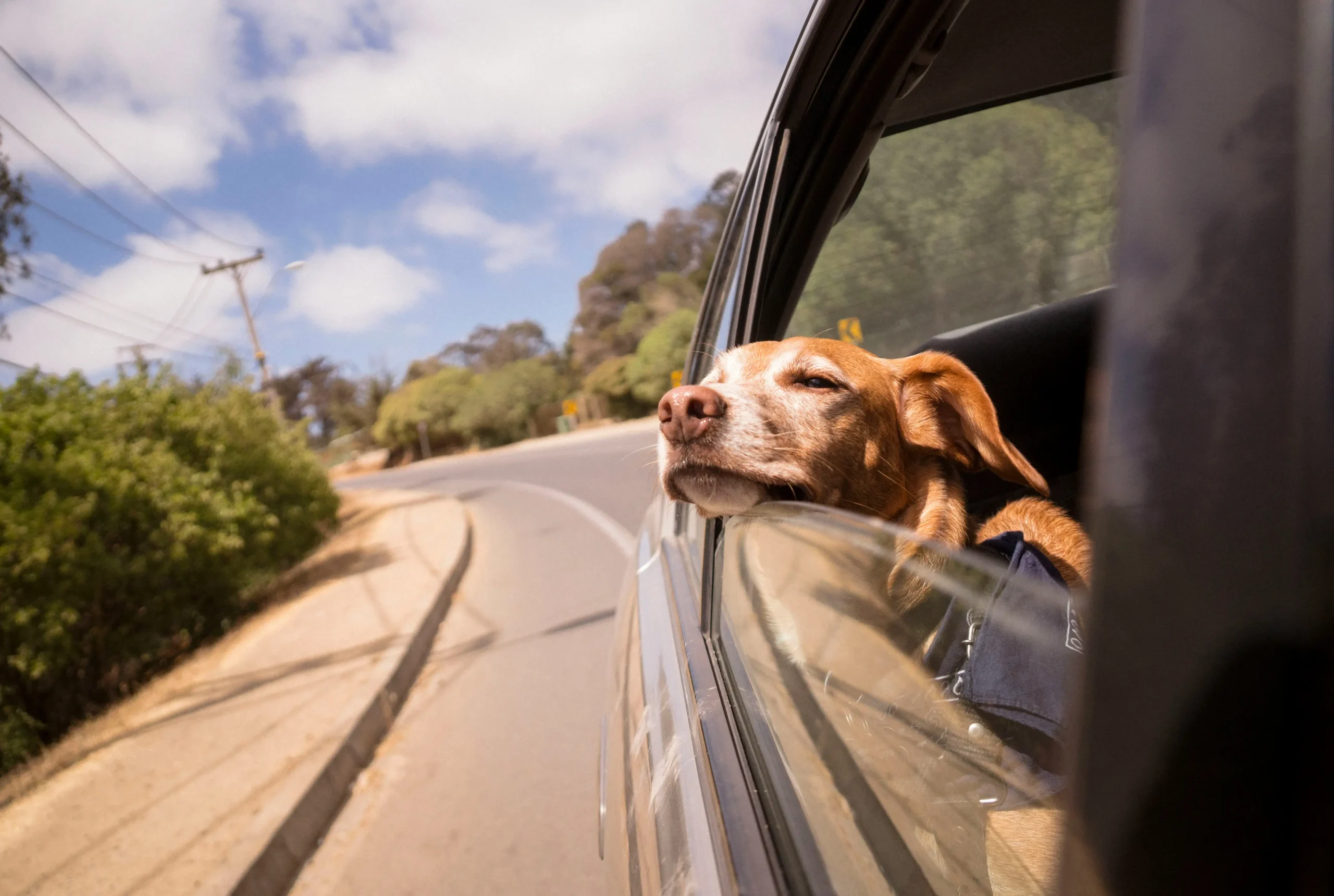 Dog-Friendly