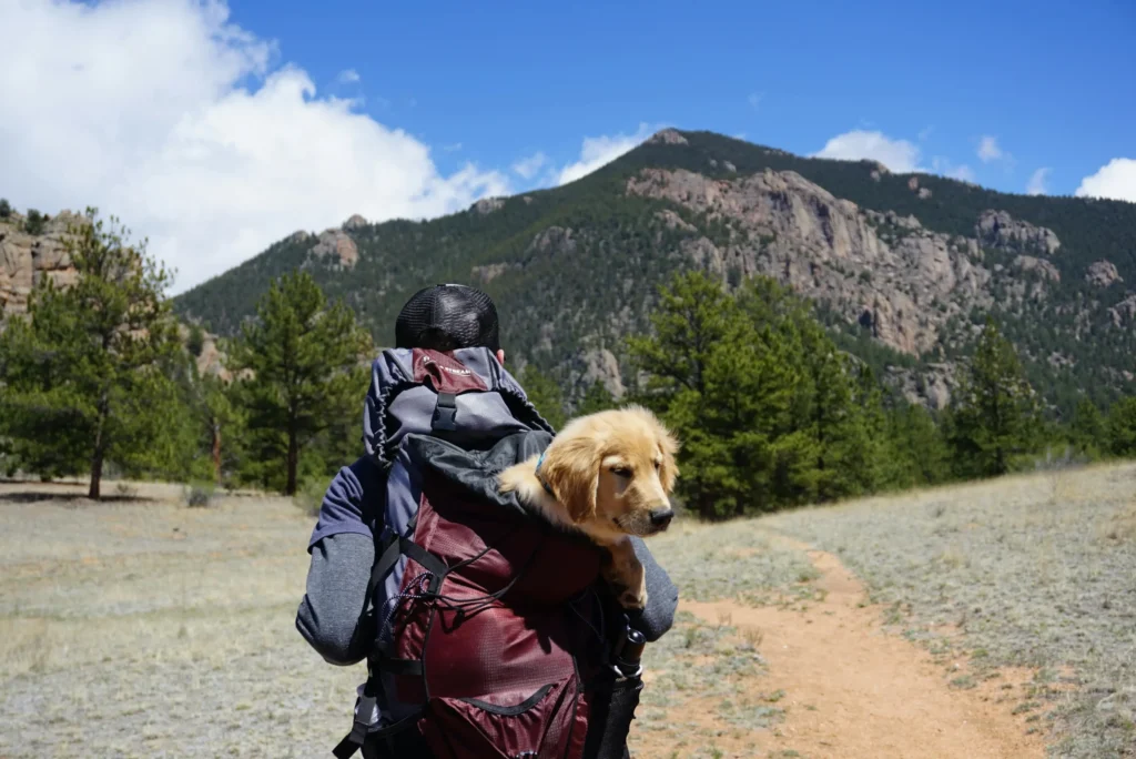 Dog-Friendly