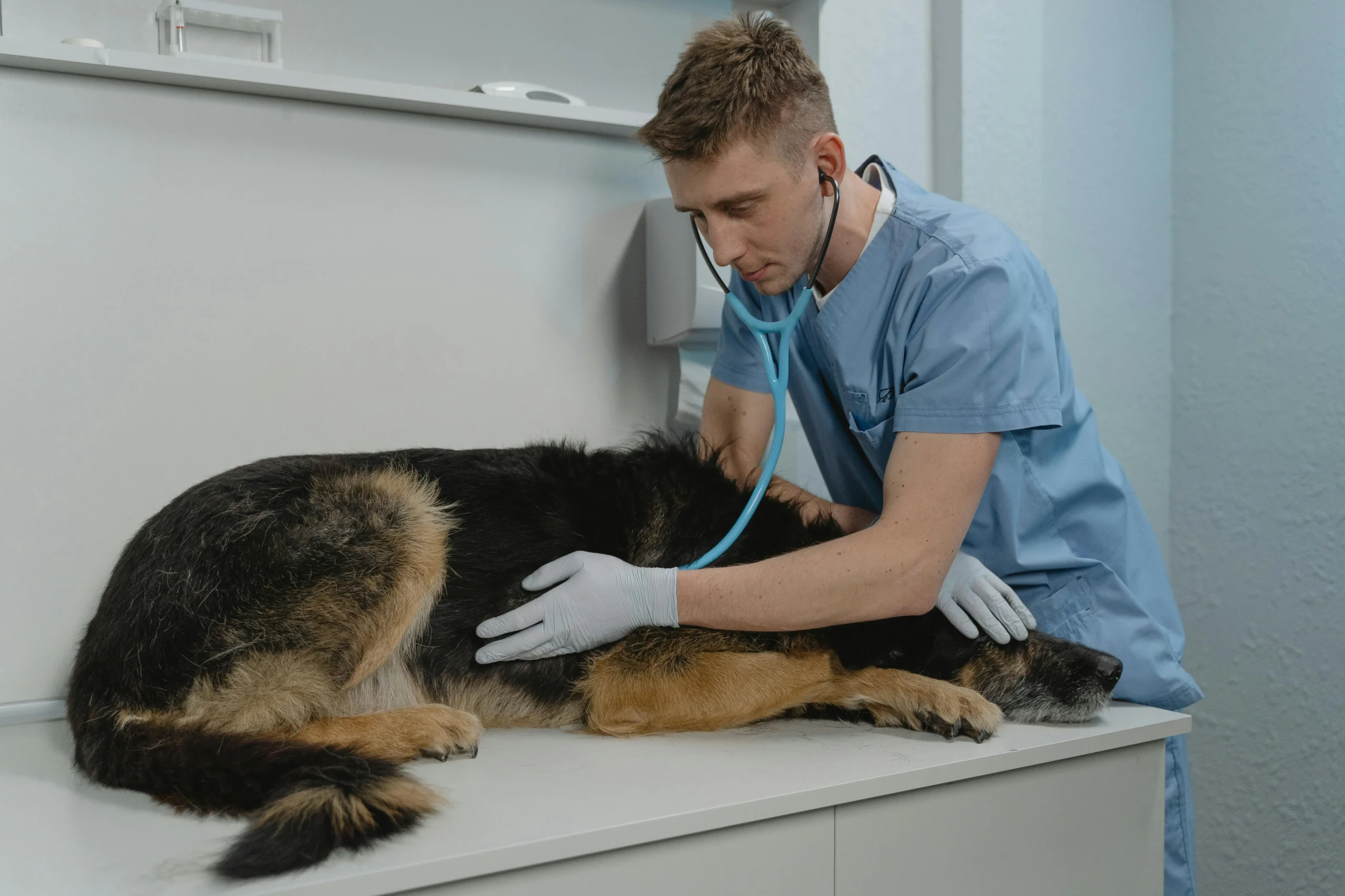 Dog Health