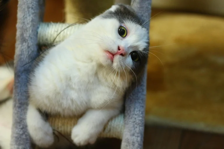 Funny Cat Names