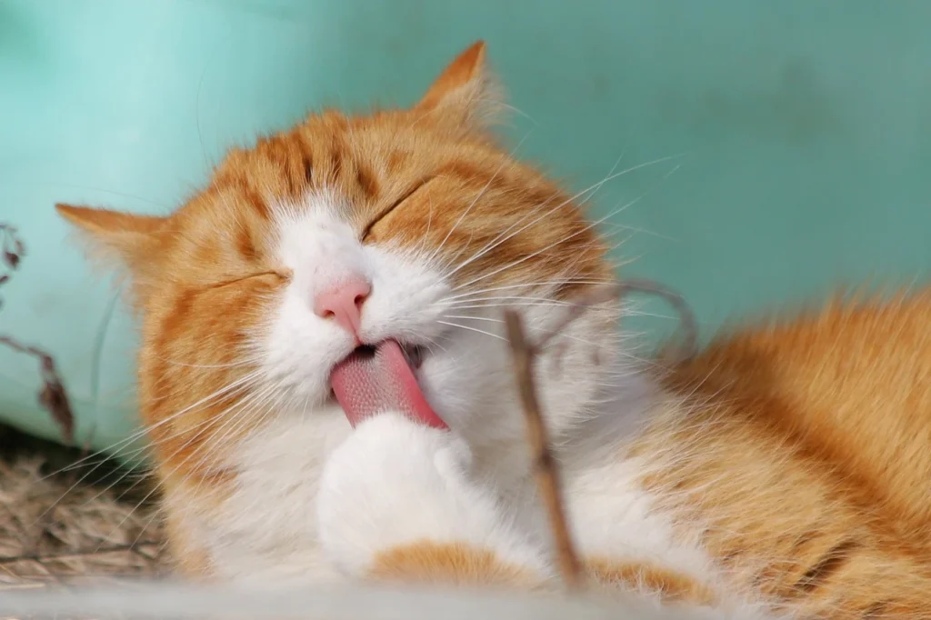 Cat Names for Small Breeds