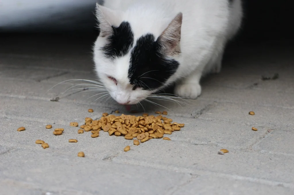 Foodie Cat Names