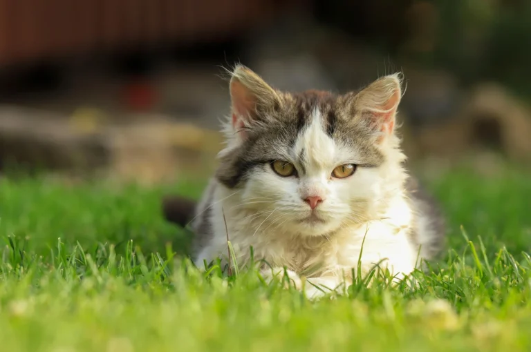 Magical Cat Names