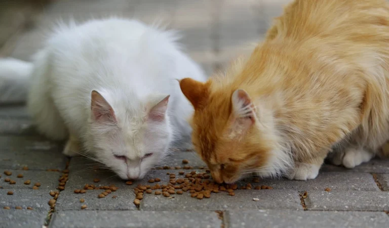 Foodie Cat Names