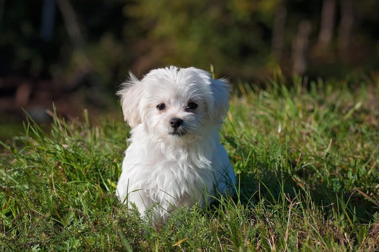 Female Dog Names