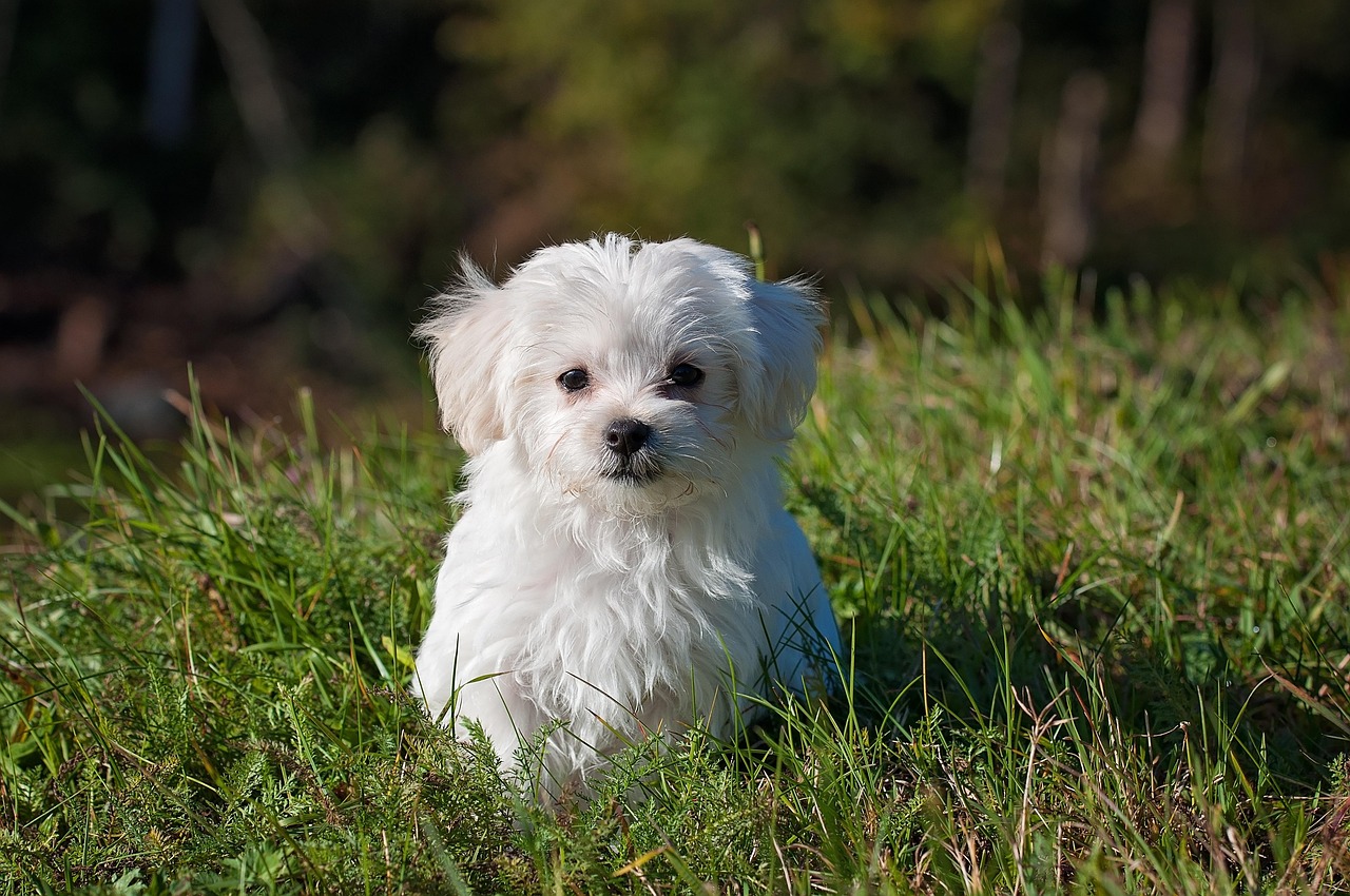 Female Dog Names