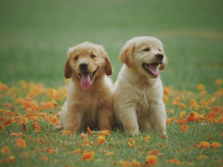 Adorable Pet Names
