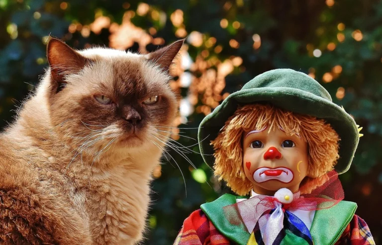 Cat Names for Small Breeds