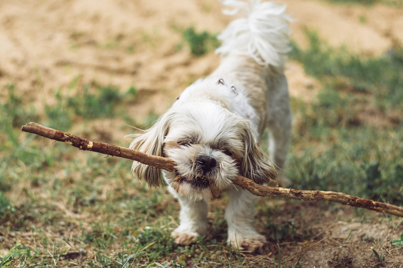 Puppy