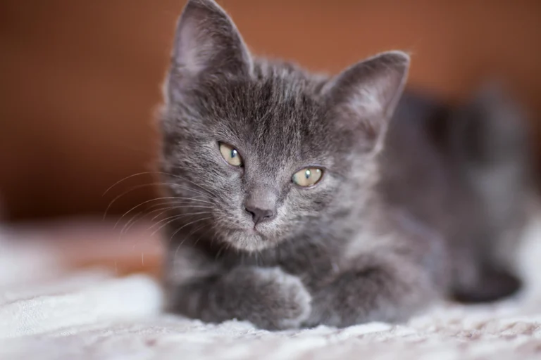 75 Cute Gray Cat Names with Meanings for Your Silver Beauty