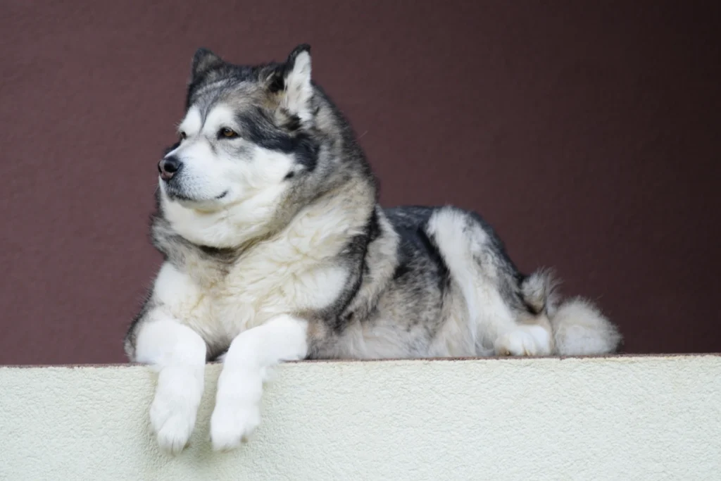 60 Best Husky Names (Cool, Strong & Unique Ideas)