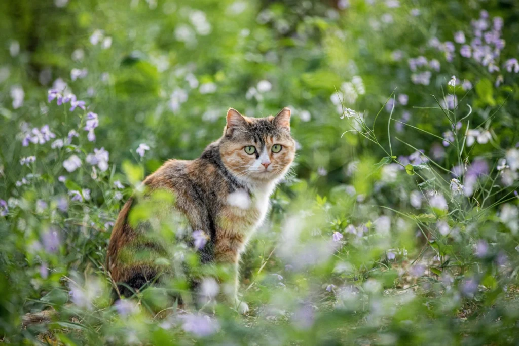 50 Stray Cat Names (Perfect for Your Furry Rescue)