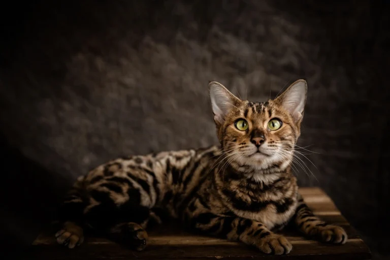 100+ Fierce Bengal Cat Names Inspired by Nature