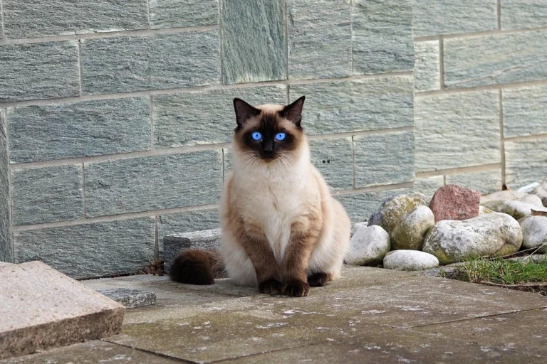 100 Beautiful Siamese Cat Names with Exotic Flair