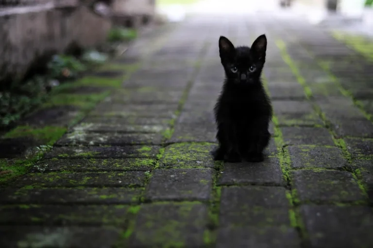 50 Adorable Black Cat Names