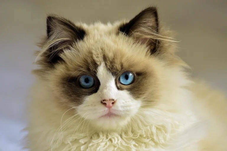 120 Adorable Ragdoll Cat Names for Your Floppy Friend