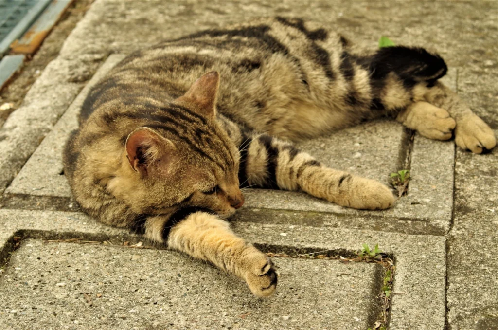 50 Stray Cat Names (Perfect for Your Furry Rescue)