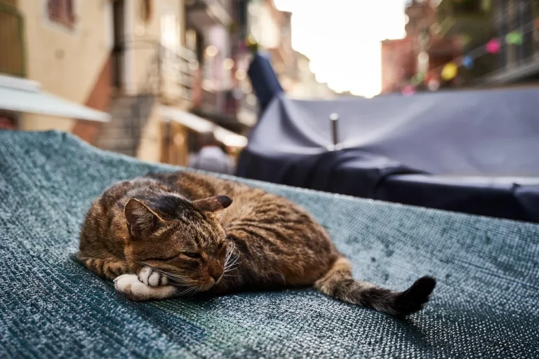 60 Trendy City Cat Names for Urban Kitties