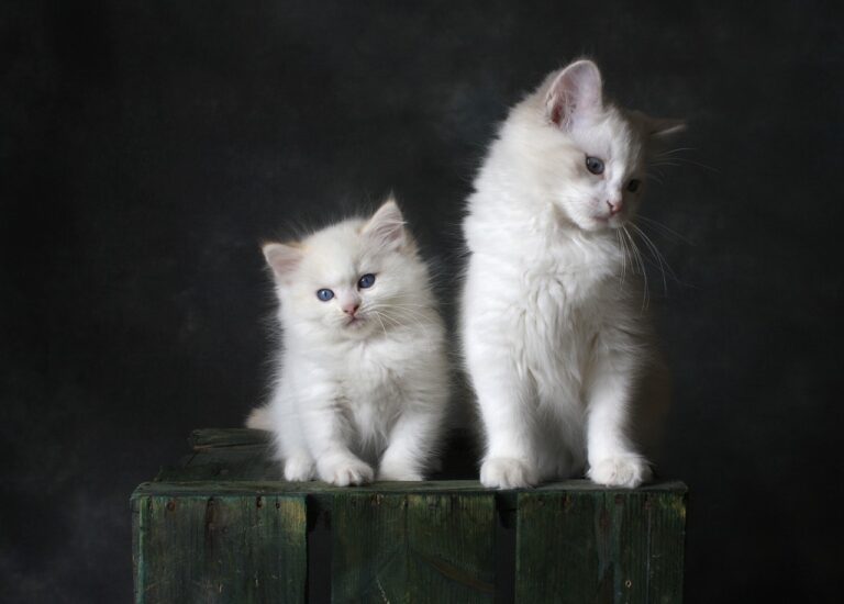 50 Amazing White Cat Names