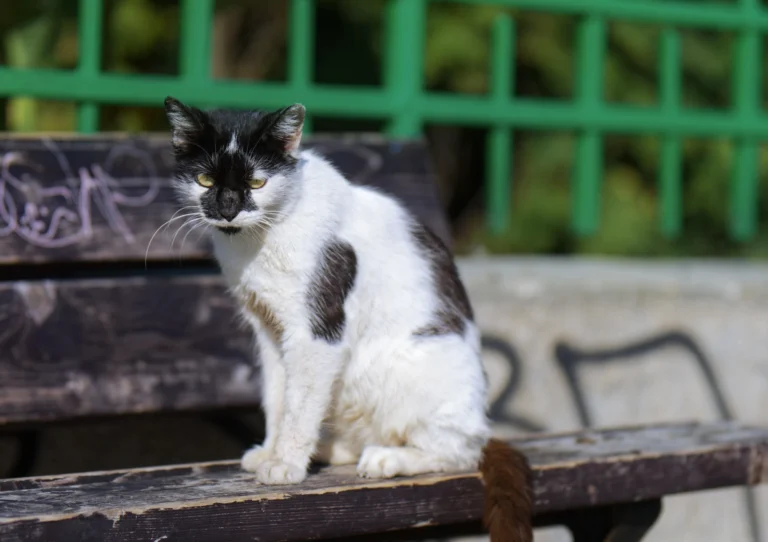 50 Stray Cat Names (Perfect for Your Furry Rescue)