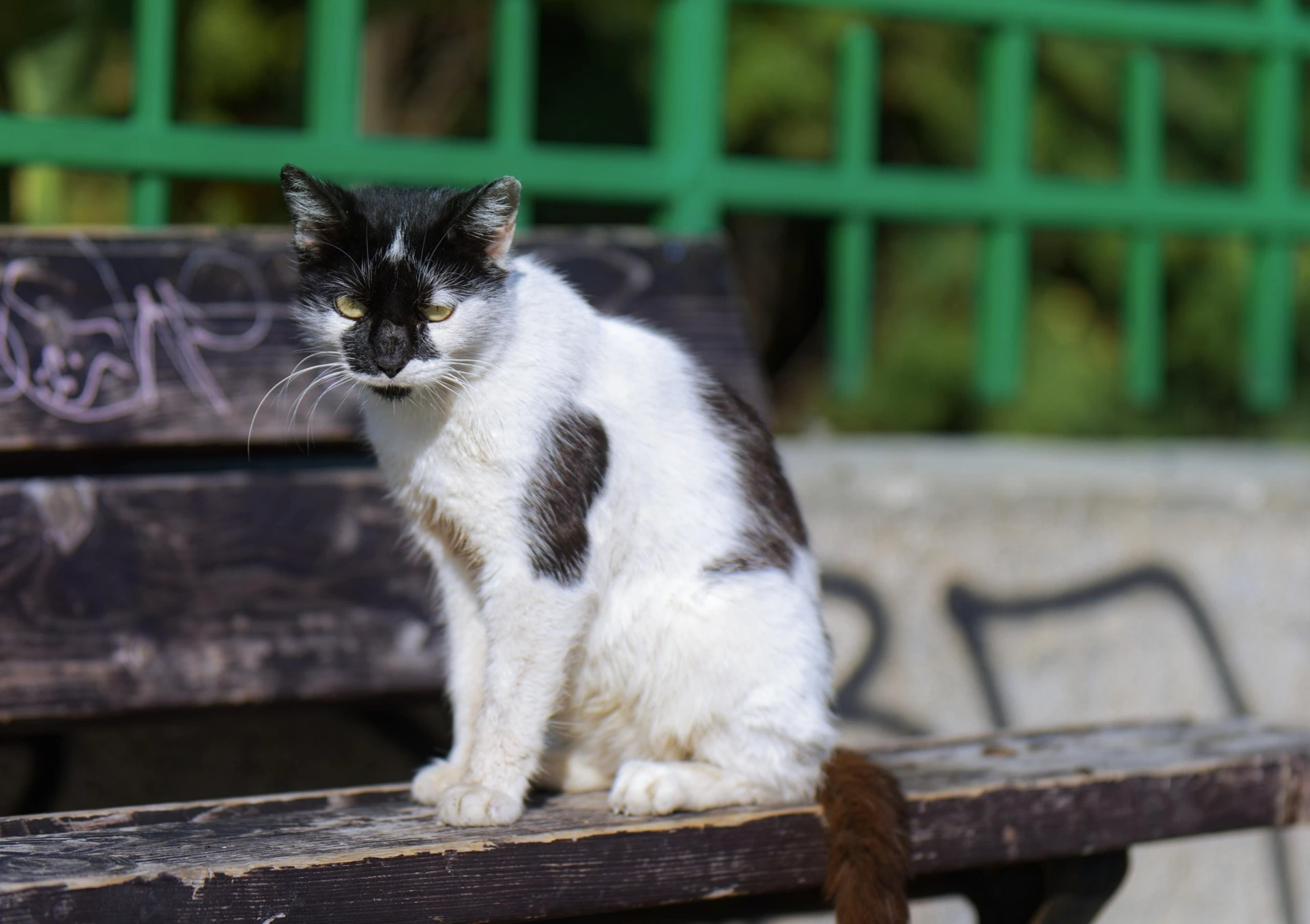50 Stray Cat Names (Perfect for Your Furry Rescue)