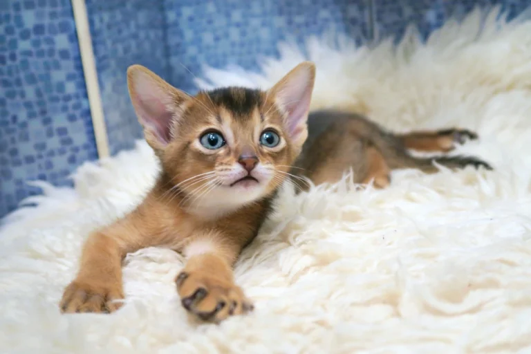100 Elegant Abyssinian Cat Names Inspired by History