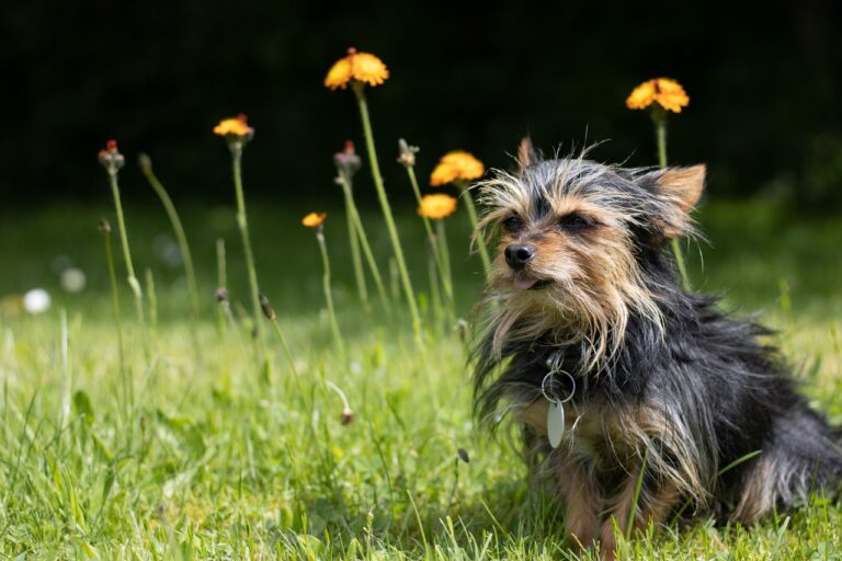165+ Cute Names for Chihuahuas (Male & Female)