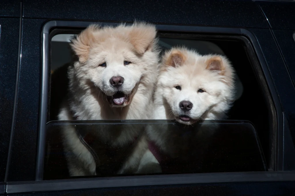 Spooky & Horror Movie Inspired Dog Names