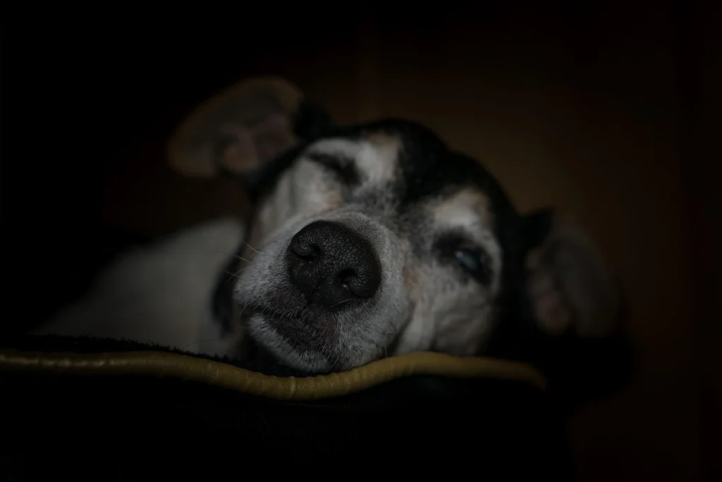 119+ Charming Old Man Dog Names