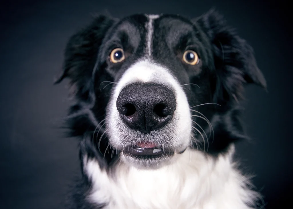 Spooky & Horror Movie Inspired Dog Names
