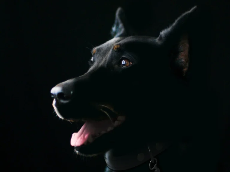 Spooky & Horror Movie Inspired Dog Names