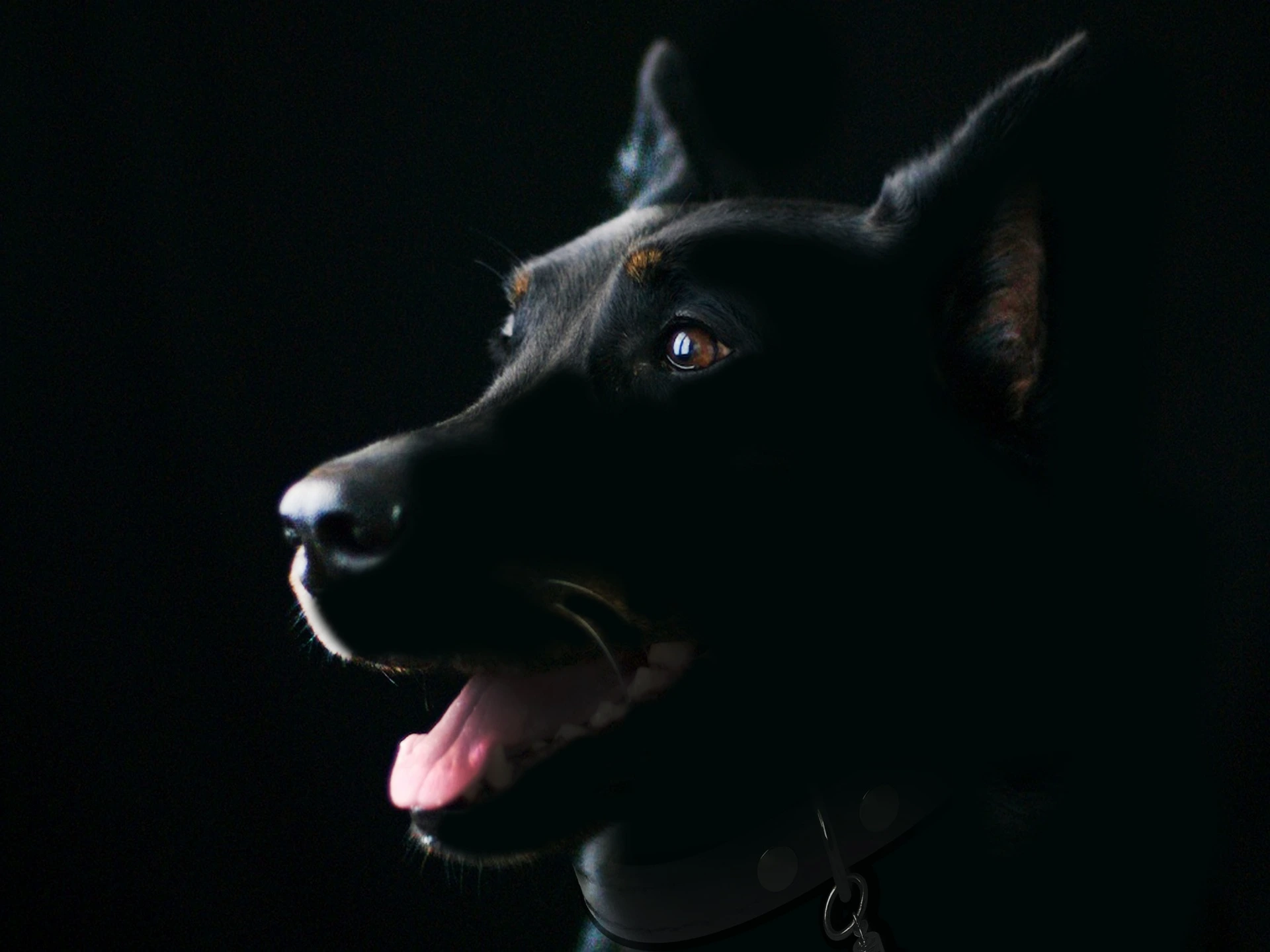Spooky & Horror Movie Inspired Dog Names