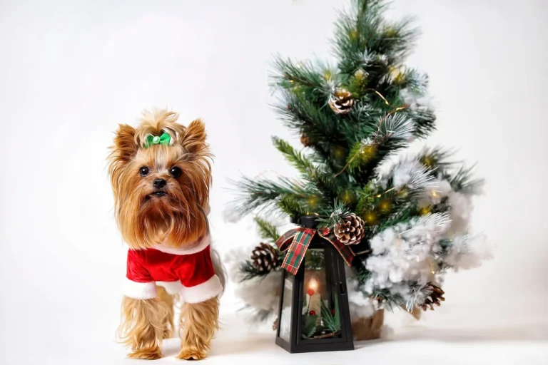 60 Trendy City Dog Names for Urban Pups