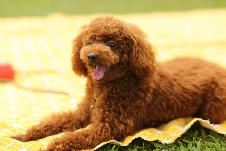 120+ Spooky Pet Names for Pups