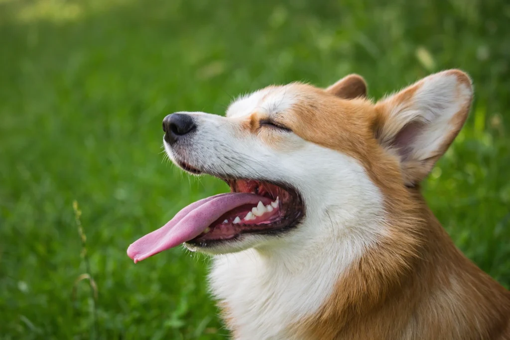 60 Sweet & Fun Candy Dog Names (Irresistible Picks!)