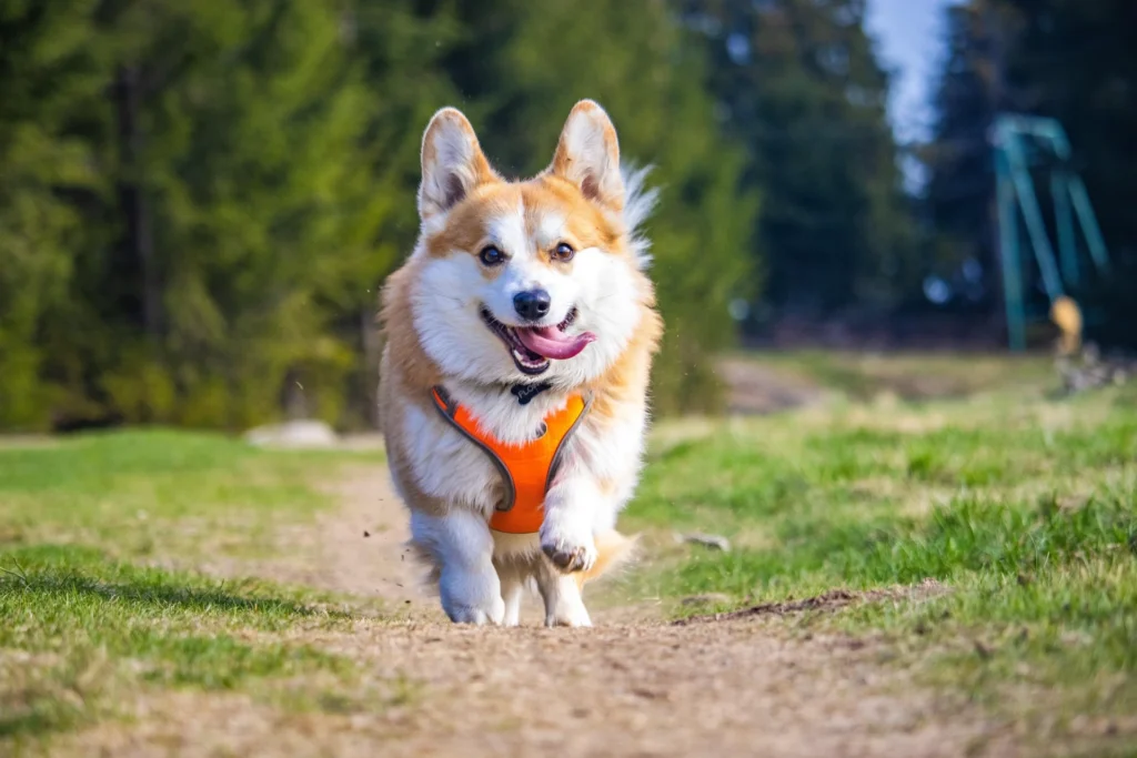 60 Sweet & Fun Candy Dog Names (Irresistible Picks!)