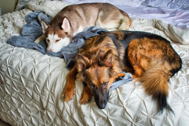 60 Best Husky Names (Cool, Strong & Unique Ideas)