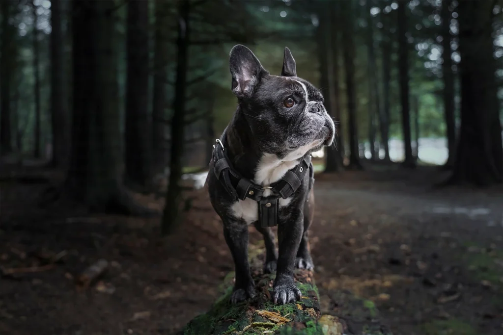 Spooky & Horror Movie Inspired Dog Names