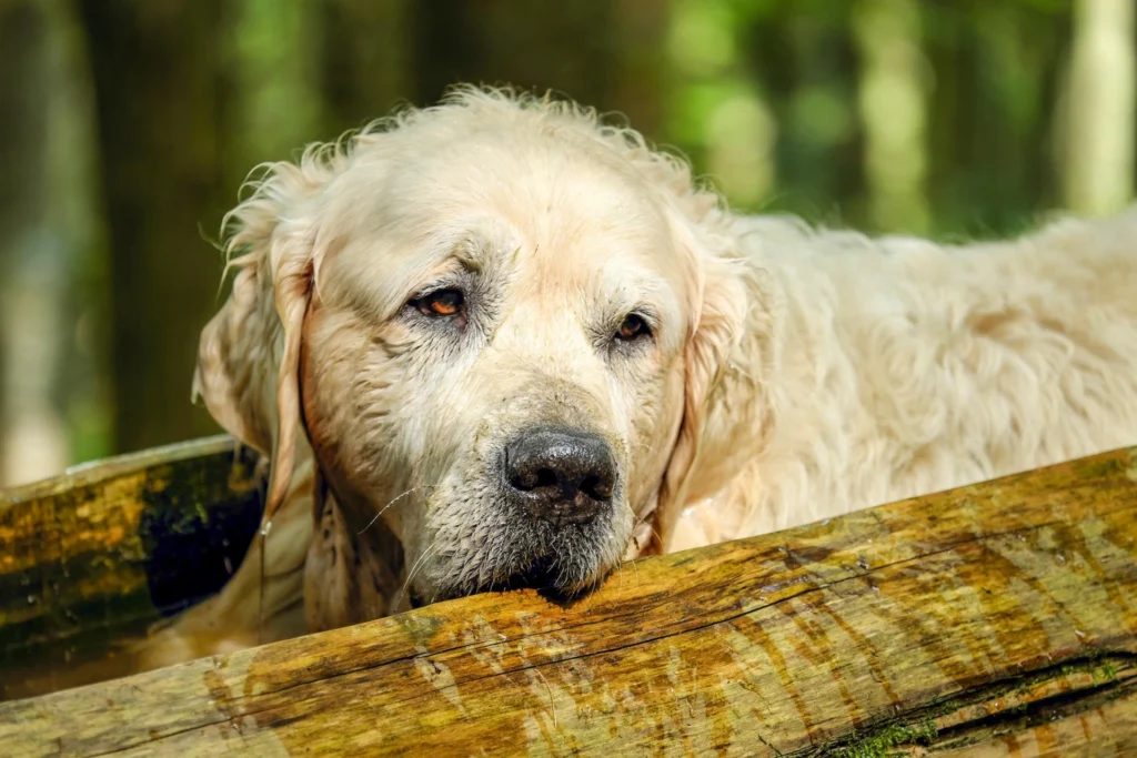 119+ Charming Old Man Dog Names