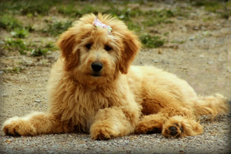 180+ Cute Names for Goldendoodles (Male and Female)