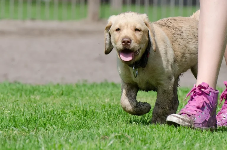 100 Black Lab Names for Your Male Labrador Retriever Puppy