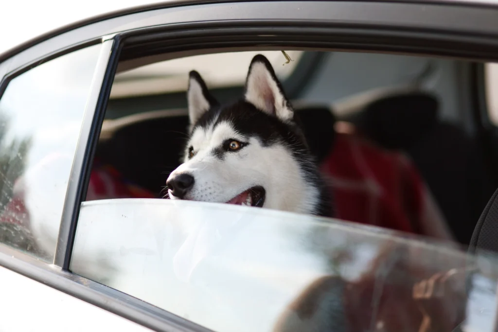 60 Best Husky Names (Cool, Strong & Unique Ideas)