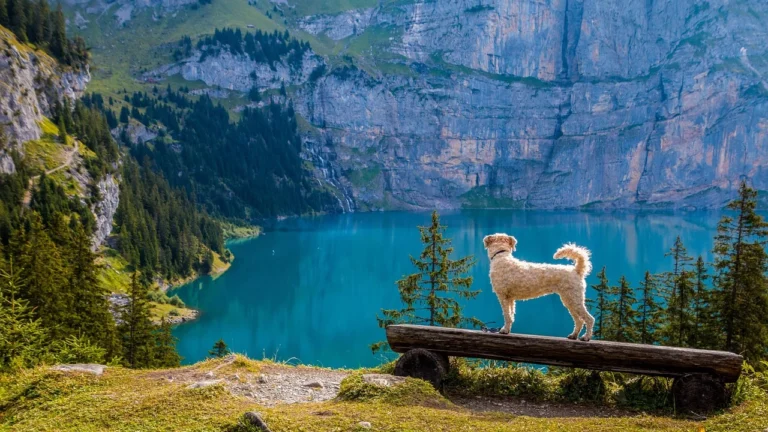 40 Adventure Ready Mountain and River Dog Names