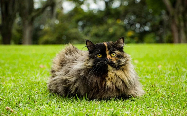 140+ Fancy Persian Cat Names for Your Regal Feline