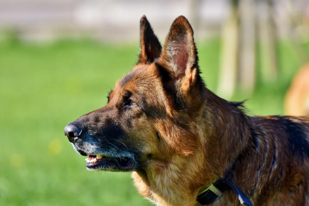 119+ Charming Old Man Dog Names