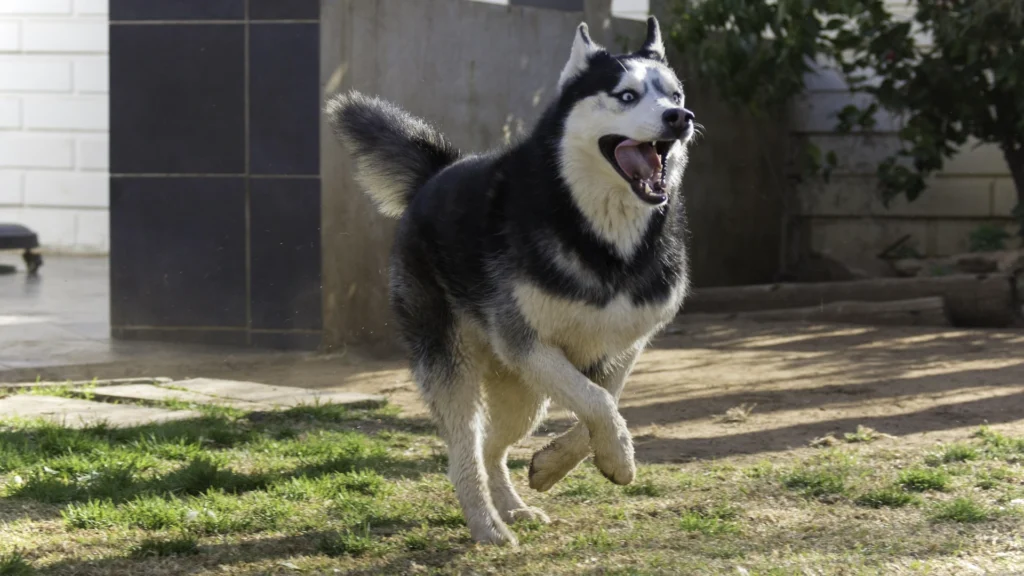 60 Best Husky Names (Cool, Strong & Unique Ideas)